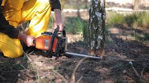 Trusted Castle Rock, CO Tree Care Experts